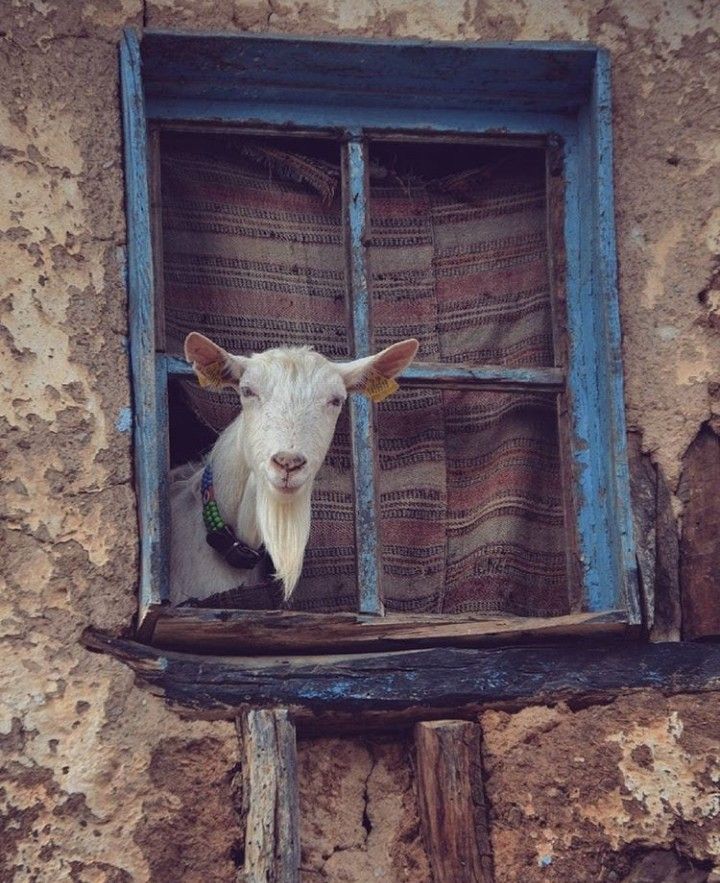 a goat sticking its head out of a window in a stone building with blue trim