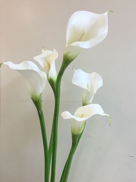 three white flowers in a vase on a table