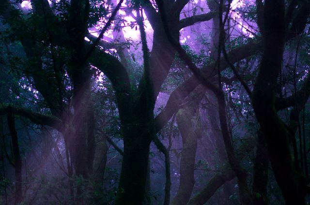 the sun shines through the trees in the forest at night, making it appear to be foggy