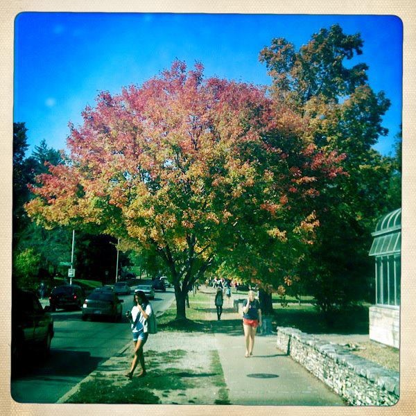 two people walking down a sidewalk next to a tree with red leaves on it and green grass in the foreground