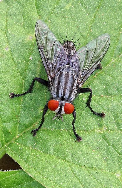 a fly sitting on top of a green leaf