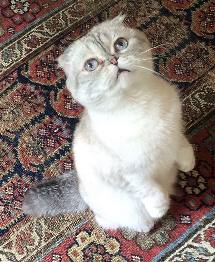 a cat sitting on top of a rug looking up at the sky with its eyes wide open