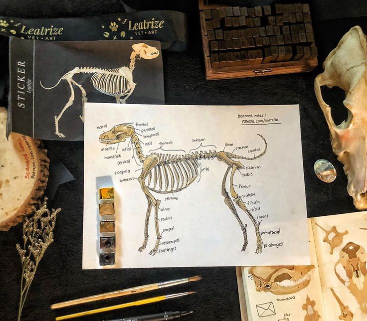 a table topped with lots of different types of bones and other things on top of it