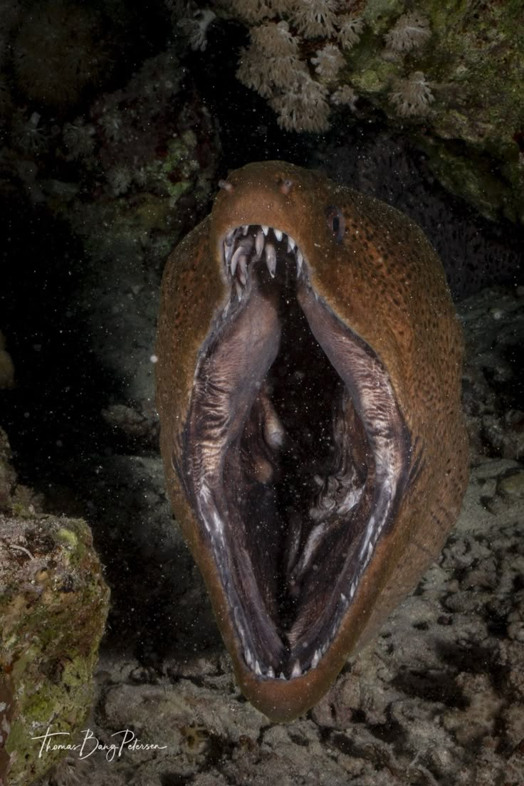 an animal with it's mouth open in the water near some rocks and algae