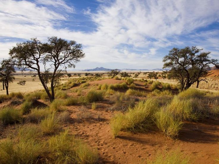 some trees and grass in the desert on a sunny day