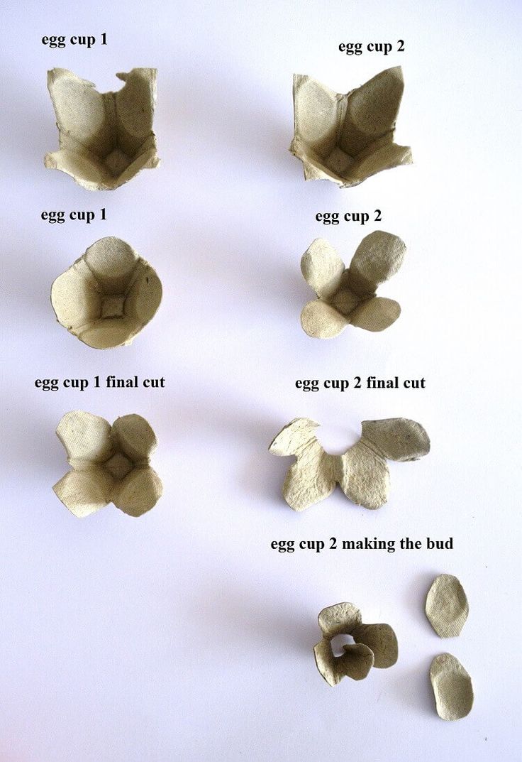 instructions to make an egg carton with eggshells and cut them in half