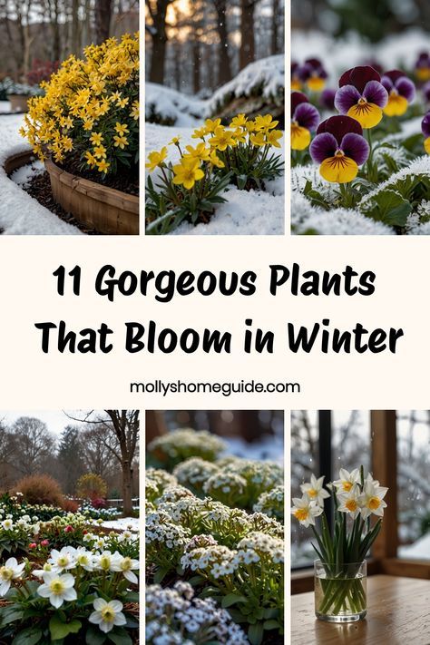 various pictures of flowers in the snow with text that reads, 11 gorgeous plants that bloom in winter