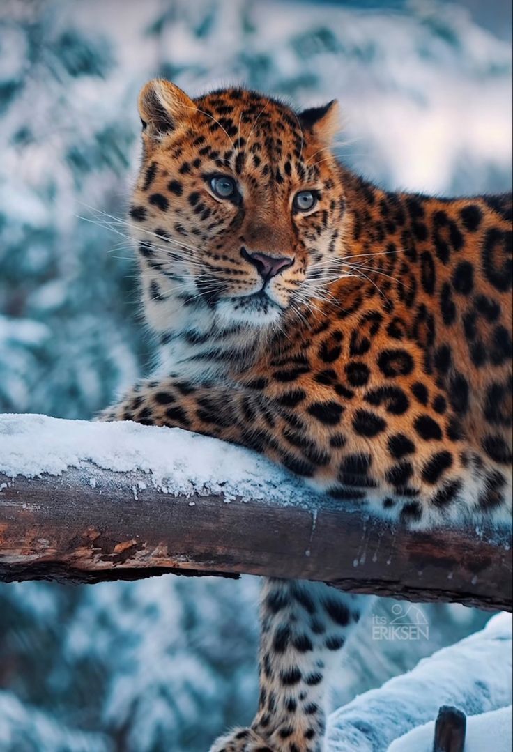 a large leopard laying on top of a tree branch in the snow with trees behind it