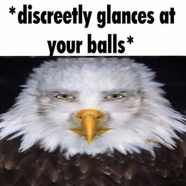 an eagle is shown with the caption that reads, disreetly glanes at your balls