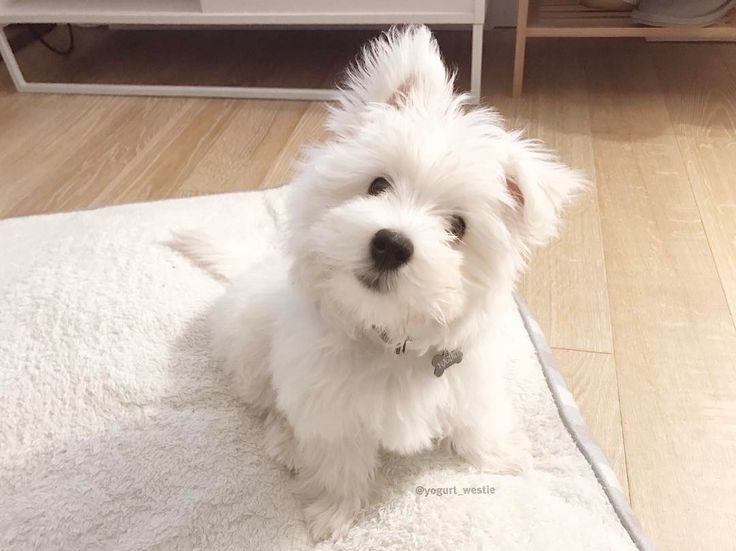 a small white dog sitting on top of a rug