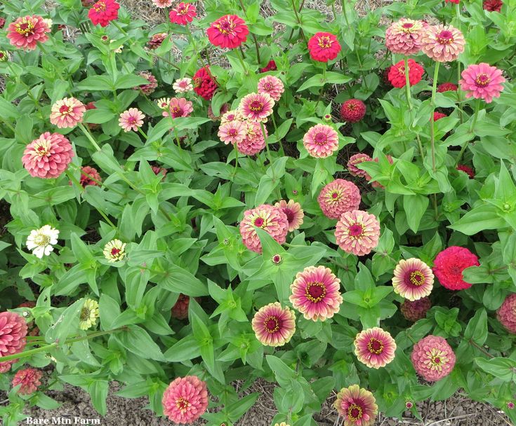 many different colored flowers growing in the ground