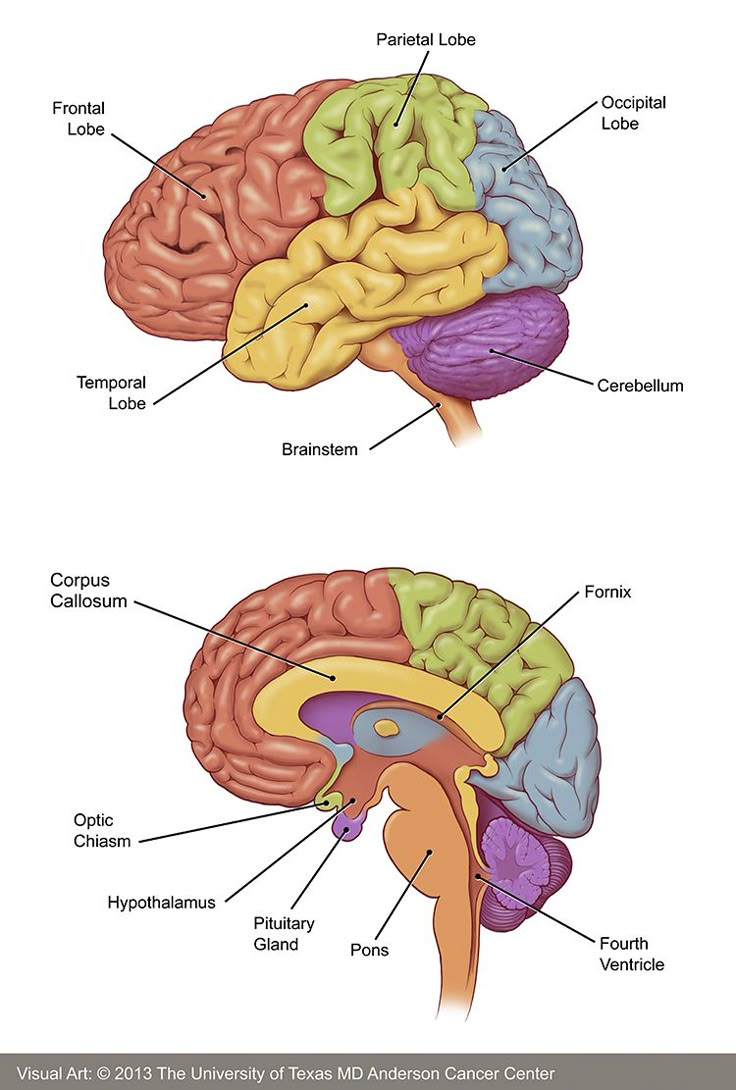 an image of the human brain showing different areas of the cerebratory system