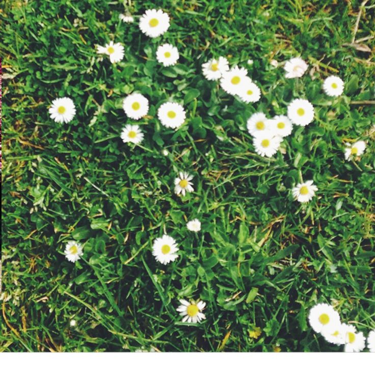 some white daisies are in the grass