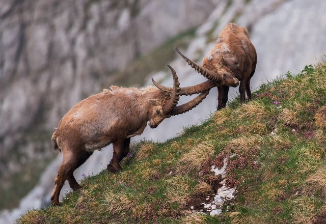 Alpine Ibex, Chinese Tea House, Dall Sheep, Soccer Images, National Geographic Photography, Llama Face, Morning Exercise, Big Horn Sheep, Julian Alps