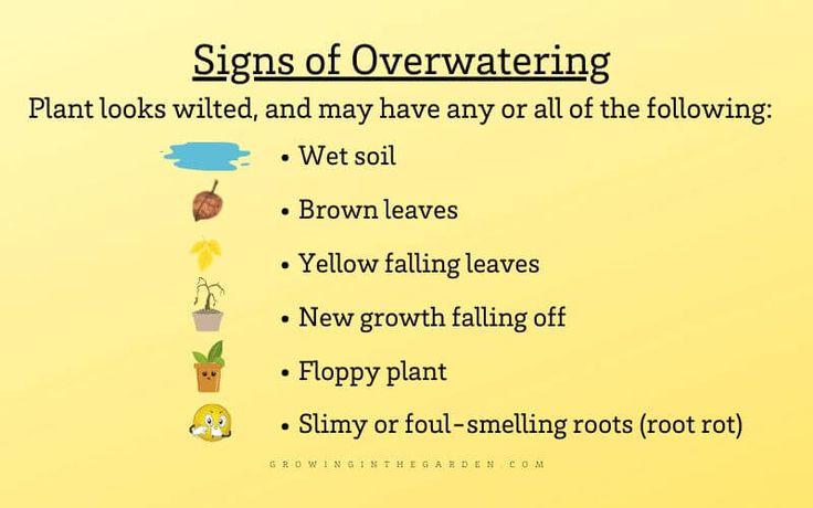 signs of overwatering plant looks wilted, and may have any at all of the following