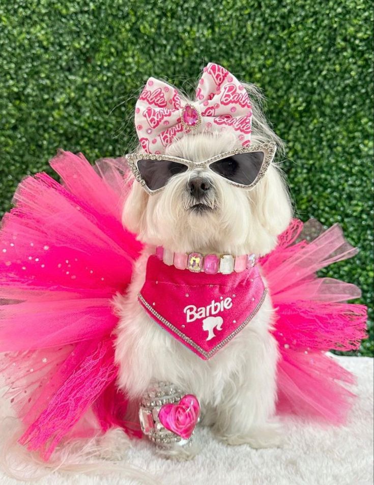 a small white dog wearing a pink and silver outfit with sunglasses on it's head