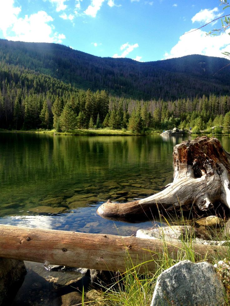 a tree stump sitting on top of a lake next to a forest filled with trees