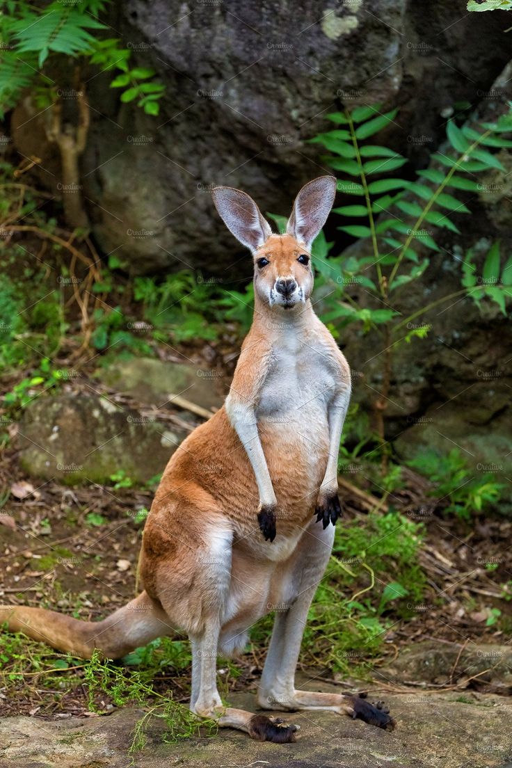 a small kangaroo standing on its hind legs