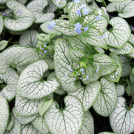 green and white leaves with blue flowers in the center are seen closeup on this plant