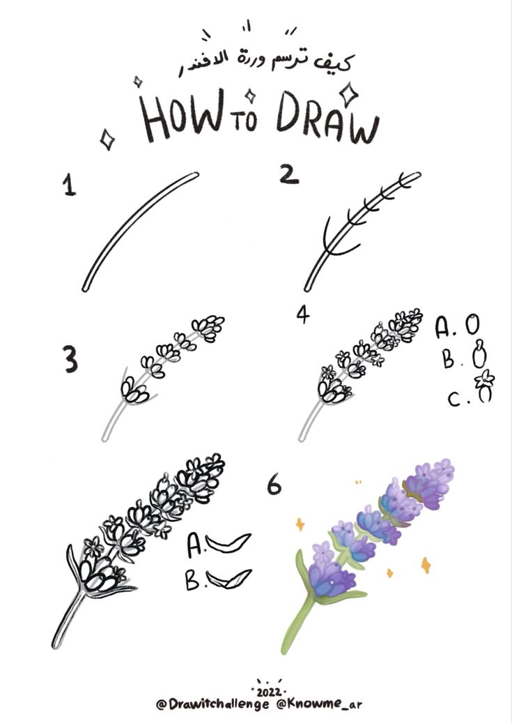 the instructions for how to draw lavender flowers