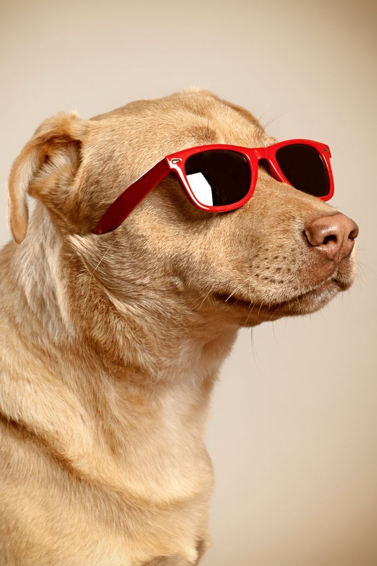 a brown dog wearing red sunglasses on top of it's head and looking off to the side