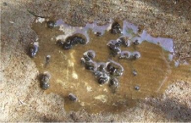 some rocks and water on the ground