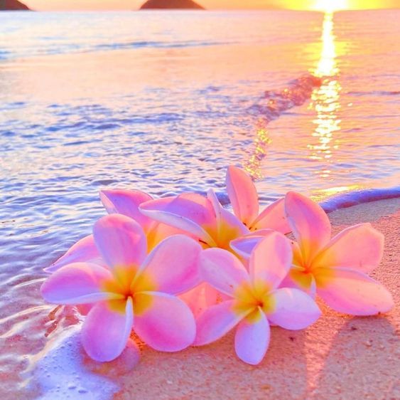 some pink flowers are laying on the sand