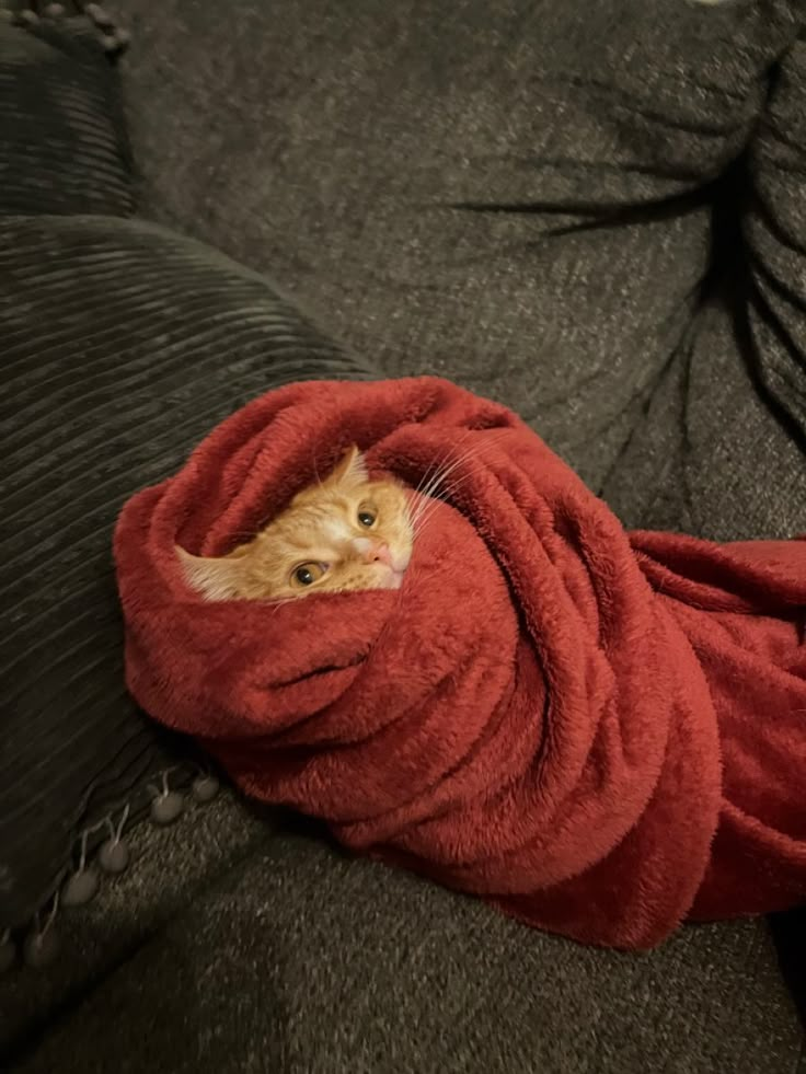 an orange tabby cat wrapped in a red blanket on top of a gray couch