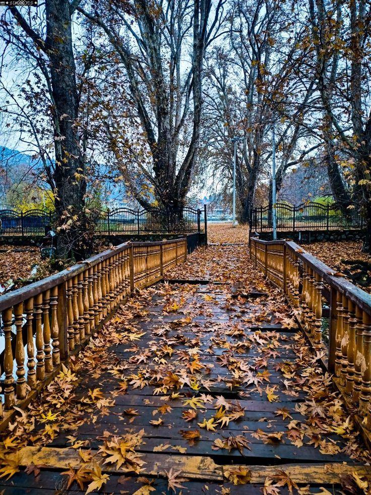 the walkway is covered with leaves and has railings that lead to trees in the background