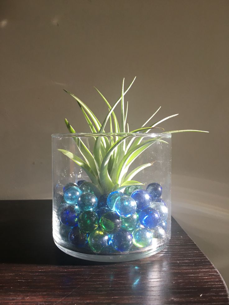 an air plant in a glass bowl filled with blue and green marbles on a wooden table