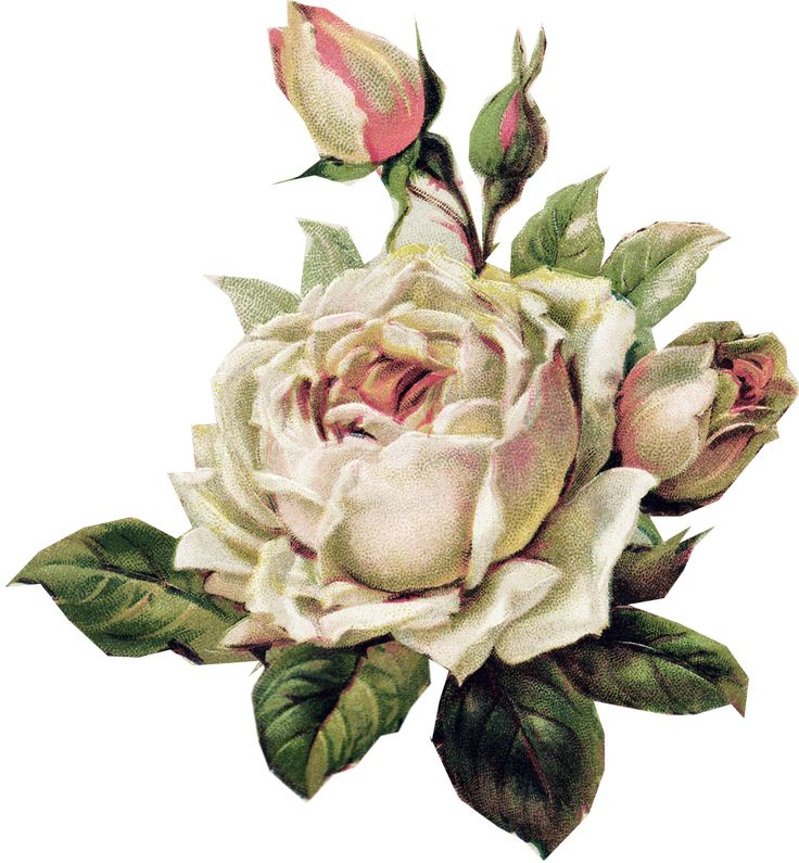 Vintage Rose Graphics | Paper Crafts – Vintage Pieces for Collage/Altered Art | Ammey's Art ... Altered Art Christmas, Vintage Flower Tattoo, Pale Pink Roses, Country Church, Rose Art, Graphic 45, Pics Art, Flower Images, Christmas Bells