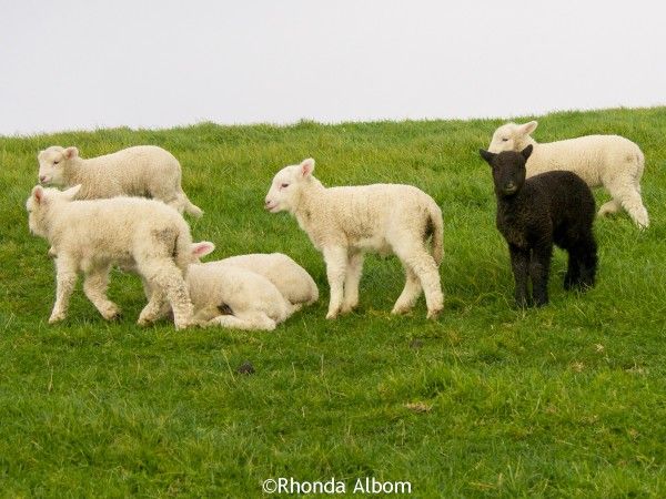 a group of sheep standing on top of a lush green field next to each other