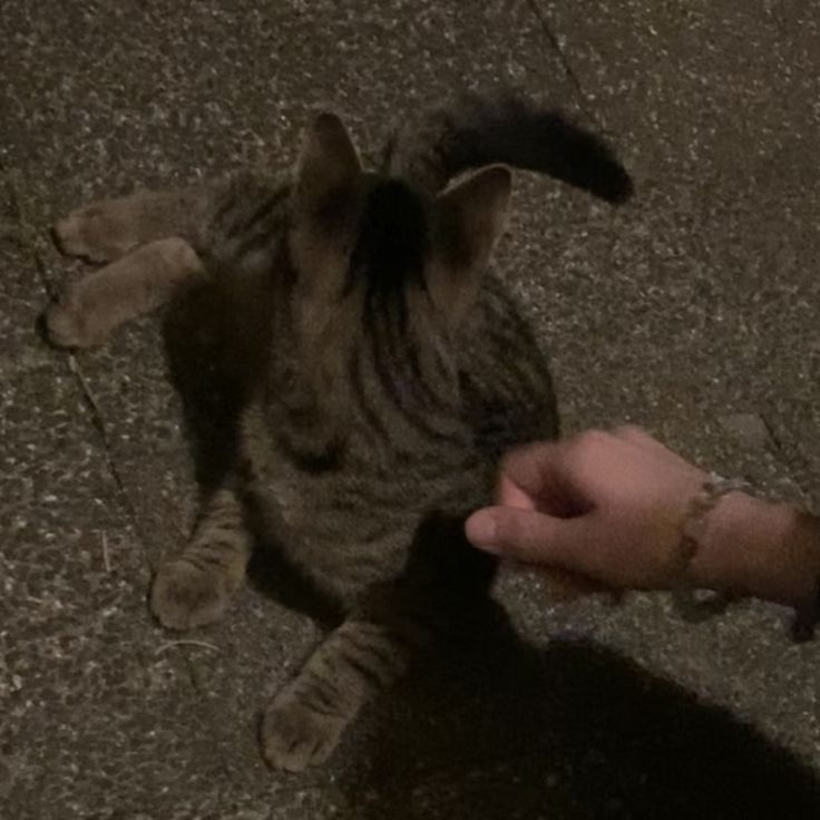 a cat is being petted by someone's hand on the ground at night