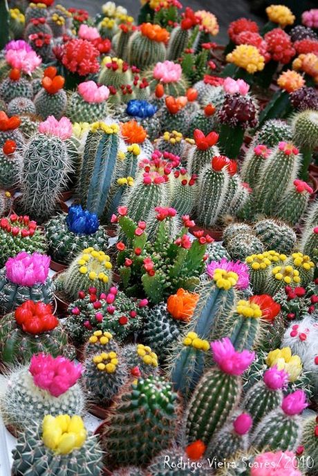 many different kinds of cactus plants in a garden area with flowers all over the place