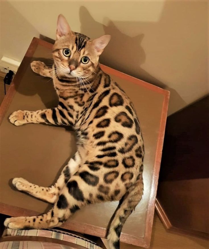 a cat sitting on top of a wooden table next to a wall and flooring