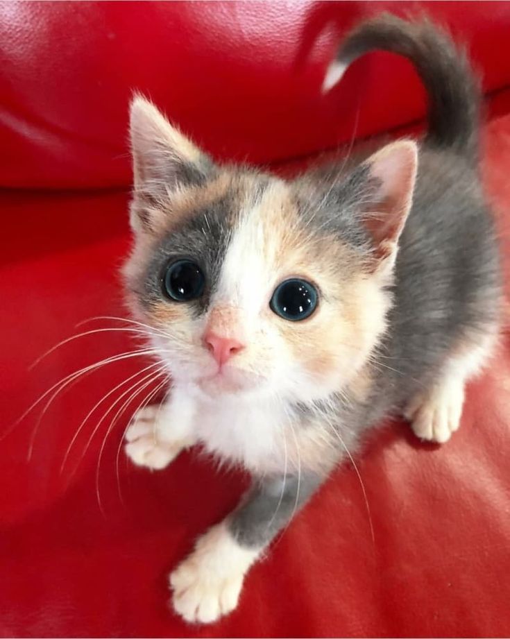 a small kitten sitting on top of a red couch