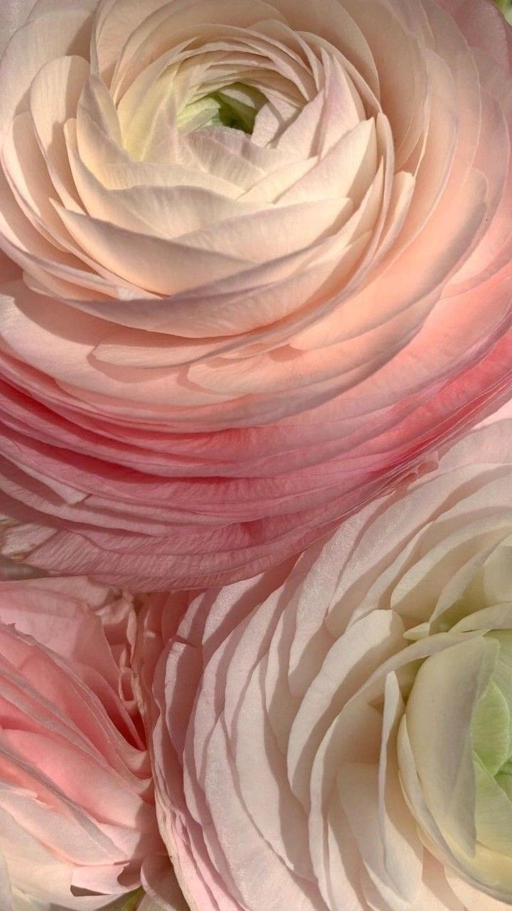 pink and white flowers with green leaves in the center, closeup view from above