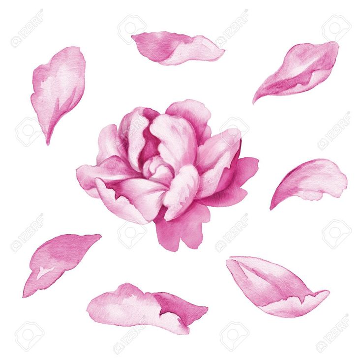 pink flower petals and leaves on white background with clipping area for text or image