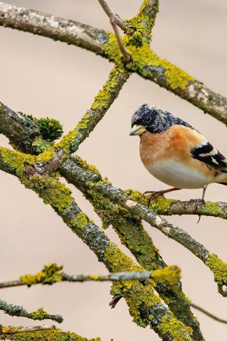 a bird sitting on top of a tree branch covered in lichen and green moss