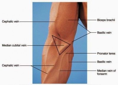 an image of the legs and thighs with labels on each side, labeled in red