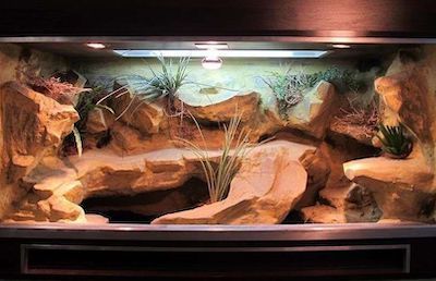 an aquarium with rocks and plants in it