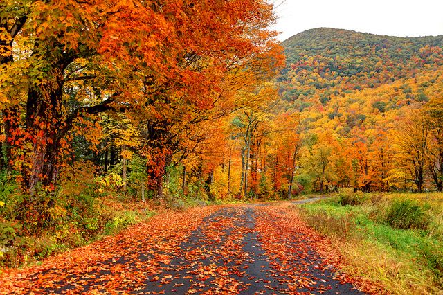 an empty road surrounded by colorful trees in the fall