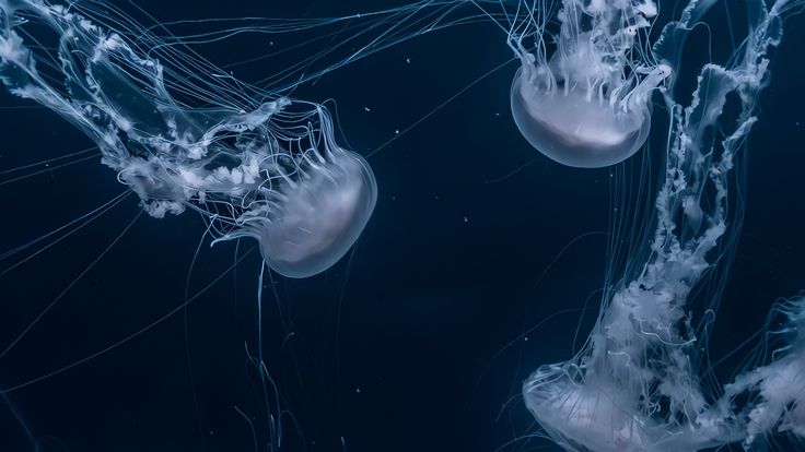 some very pretty jellyfish in the water