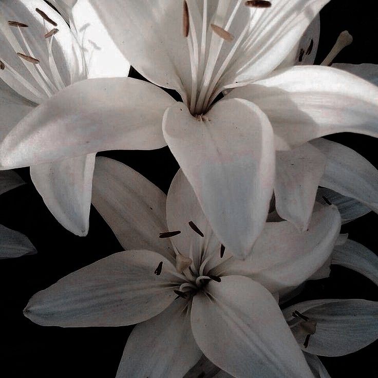 some white flowers are blooming in the sun