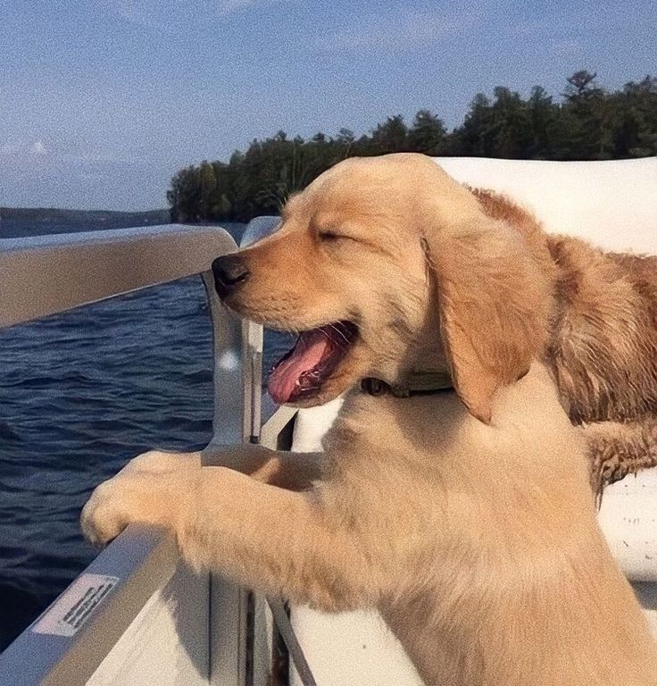 a dog that is sitting on a boat looking out at the water with its mouth open