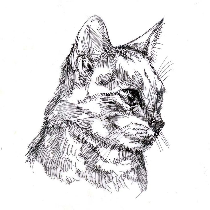 a black and white drawing of a cat's head with one eye open, looking to the side