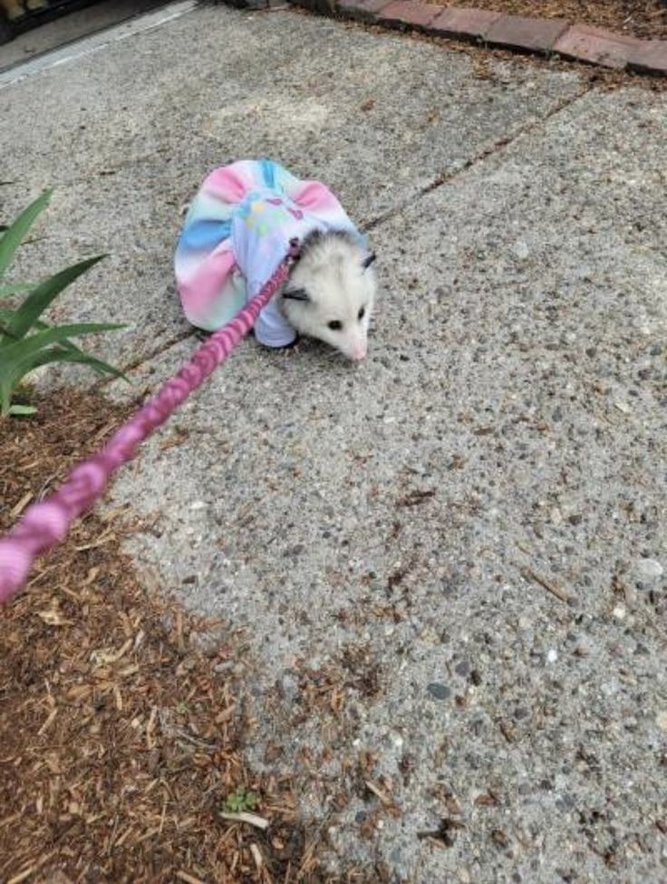 an opossm in a pink and blue hat on the ground next to some plants