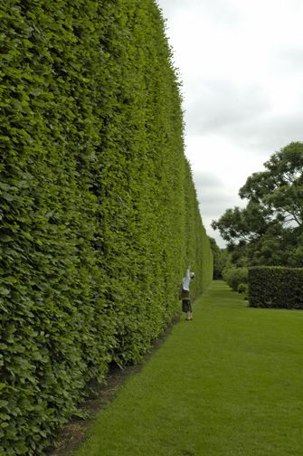 a person standing in the middle of a long row of hedges on a cloudy day