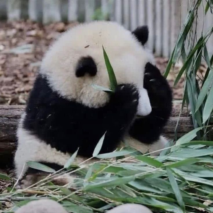 a panda bear sitting on the ground eating bamboo