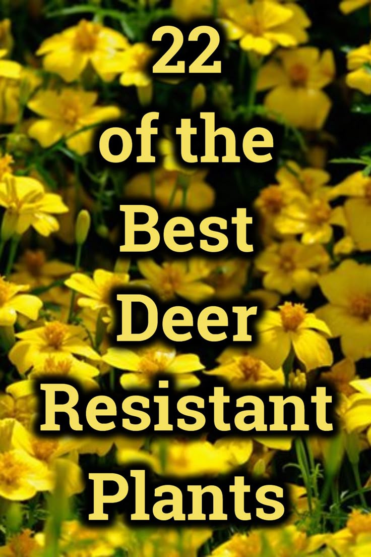 some yellow flowers with the words 22 of the best deer resistant plants on it's side